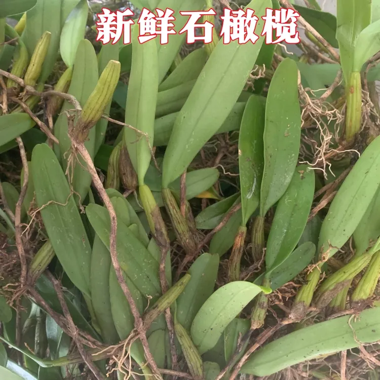 单叶石橄榄新鲜采挖带根炖汤鸡煲火锅佳品