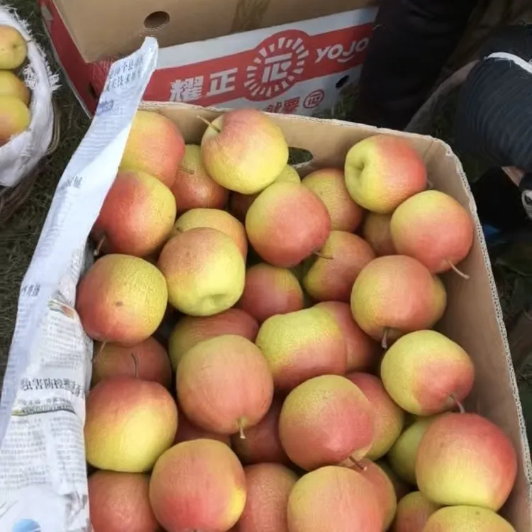 北京市平谷区正宗红肖梨，脆甜可口，细腻无渣，可蒸吃，可熬汁水。