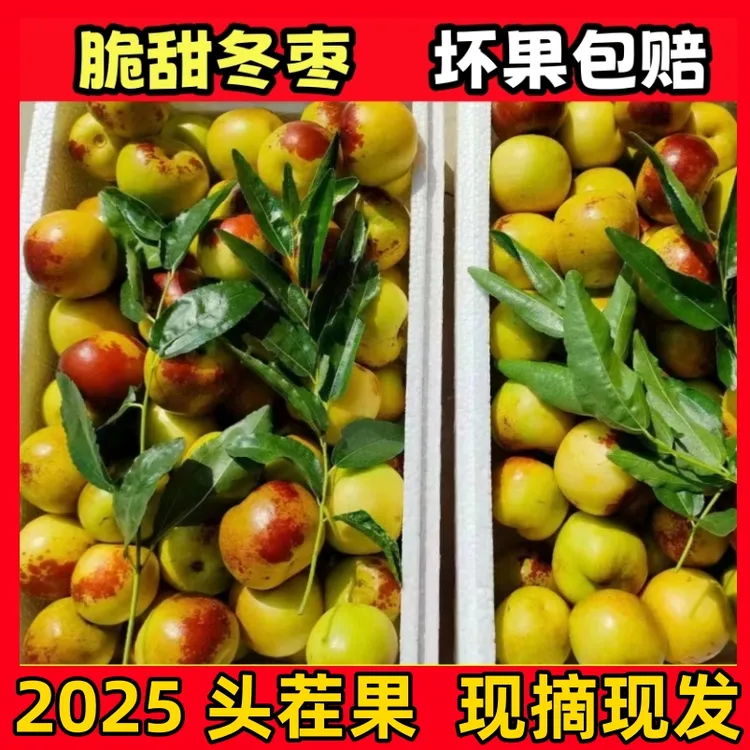 【中通快递】脆甜冬枣5斤冰糖冬枣现摘新鲜枣子脆枣孕妇种植沾化冬