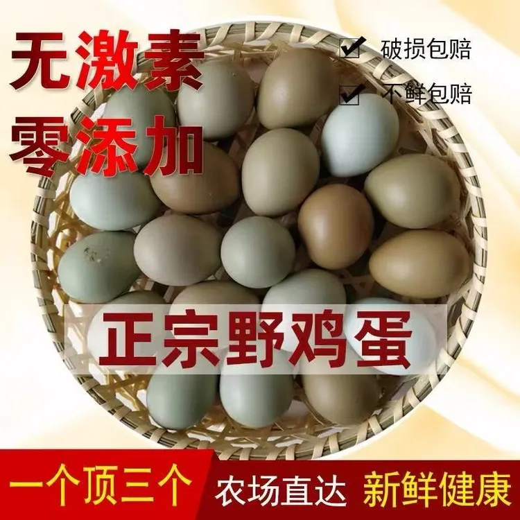 散养七彩山鸡吃五谷杂粮包健康到家