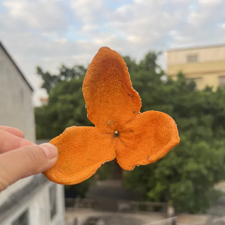 （2025东甲冬后大红）新会陈皮东甲圈枝大红皮自然生晒油包饱满