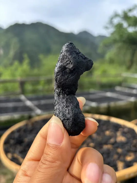 道家古法炮制，柴火竹笼九蒸九晒，古道至品 —— 仙人粮  