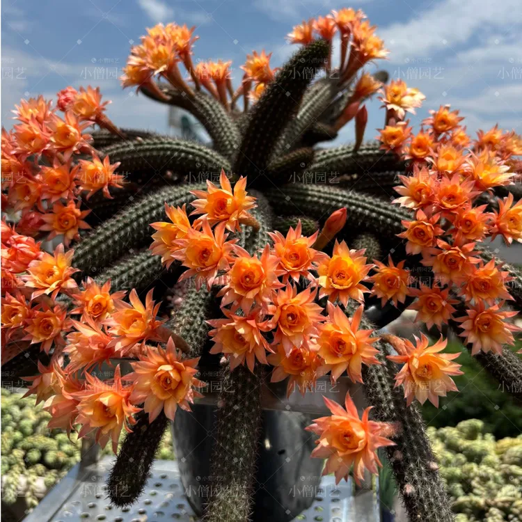 垂吊金妞群生仙人球开花多肉植物盆景好养绿植园艺脱盆开花仙人球
