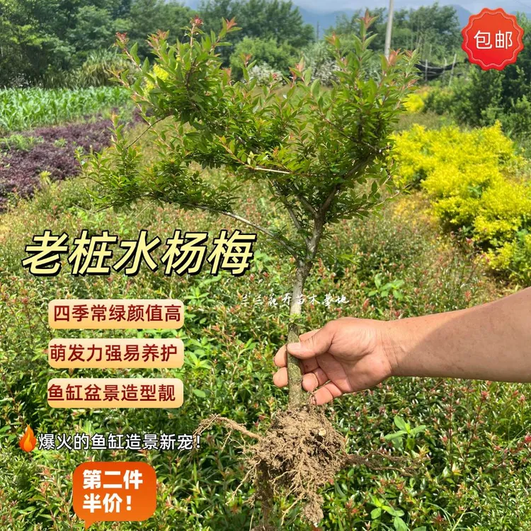 野生红芽水杨梅鱼缸造景净化水质植物绿植盆栽老桩水杨梅老桩盆景