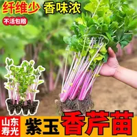 味浓紫玉香芹苗秧西芹红芹根芹四季小香芹水果芹菜种子寿光蔬菜苗