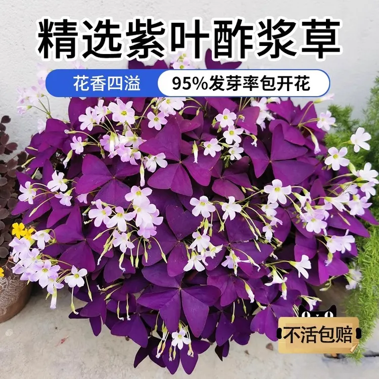 紫叶酢浆草种球幸运草多年生盆栽紫蝴蝶花卉紫色浆草炸酱草种球子