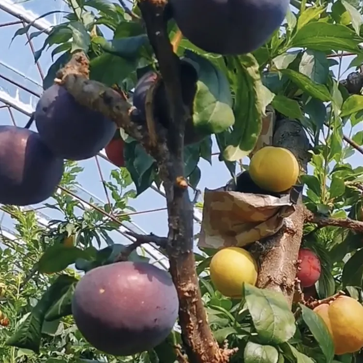 一树多果四个品种不同季节成熟