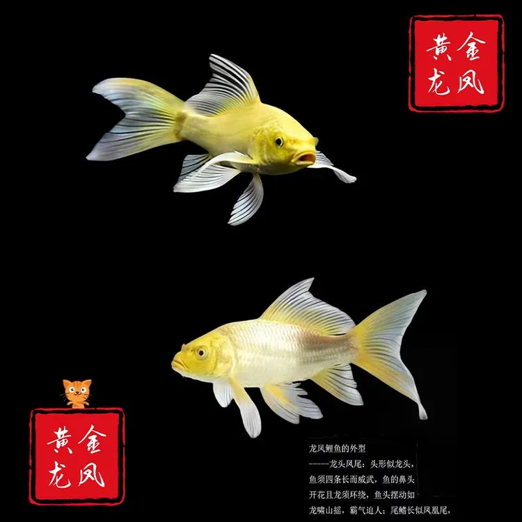 顺丰纯种黄金龙凤锦鲤长尾锦鲤活体观赏鱼黄金锦鲤风水鱼淡水冷水