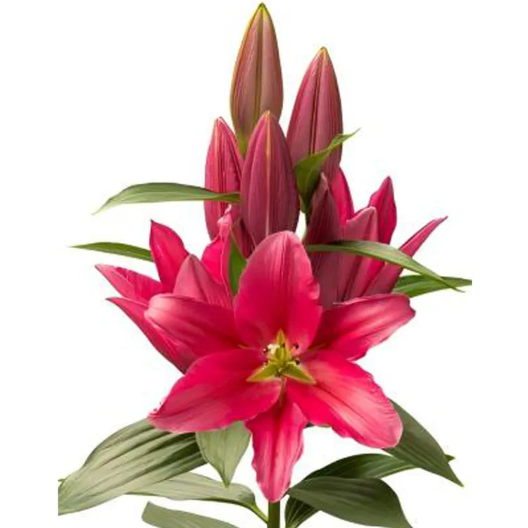 百合种球单瓣无花粉铁炮LA易养室内庭院阳台盆栽球根种子花卉