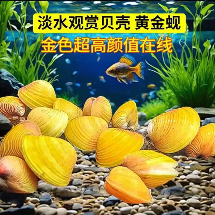 黄金小溪蚬河蚌鱼缸观赏净化水质吃鱼屎粪便除绿水