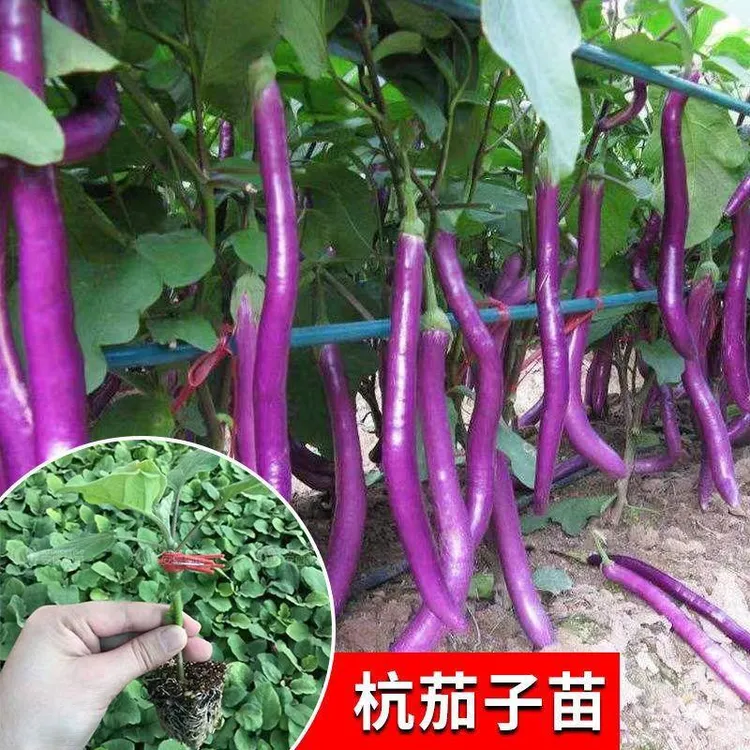 高产茄子苗紫长茄子苗黑长茄子苗杭茄苗青茄苗黑圆茄苗蔬菜盆栽苗