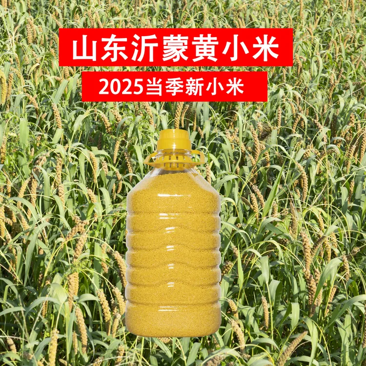 【2025沂蒙山新小米】米油多春谷子天然小米新米正宗农家种植胚芽