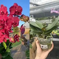 拉菲3.0寸蝴蝶兰花苗 蜡质花