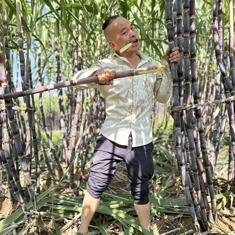 贵州发耳黑皮甘蔗新鲜现砍应季水果脆甜多汁