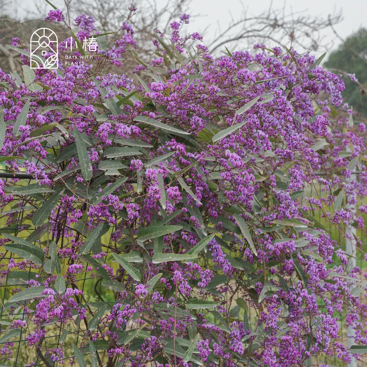 小椿日和 哈登柏豆 Hardenbergia 澳洲紫藤 四季常绿爬藤花卉绿植
