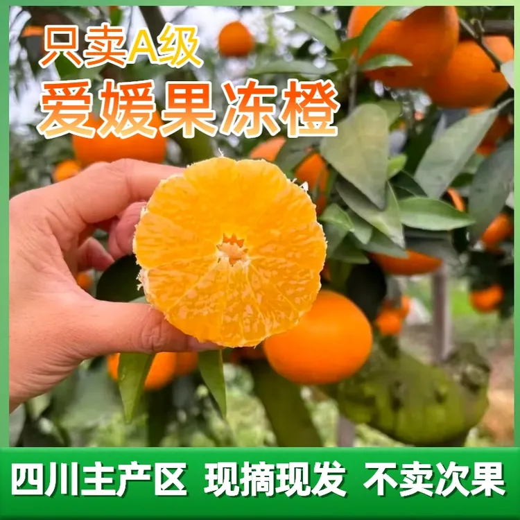 咱们村【头茬精品】爱媛38号果冻橙四川现摘现发坏果包赔