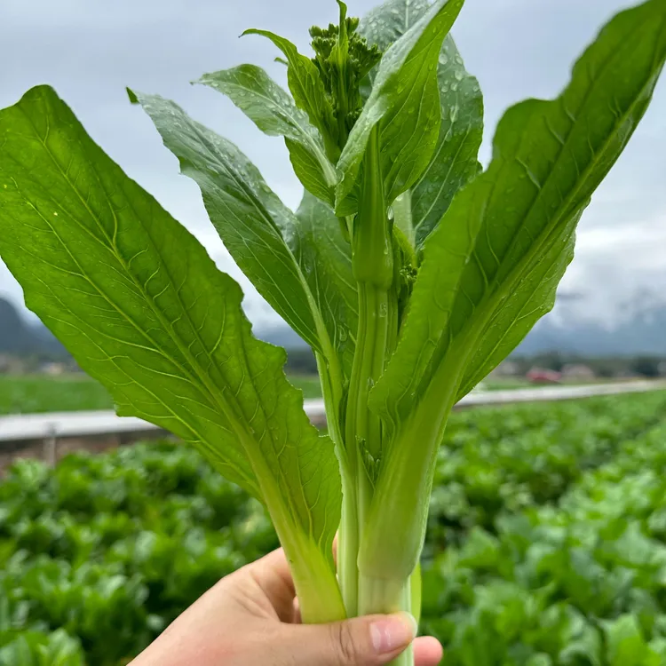 连州4号迟菜心新鲜蔬菜现摘现发地标产品