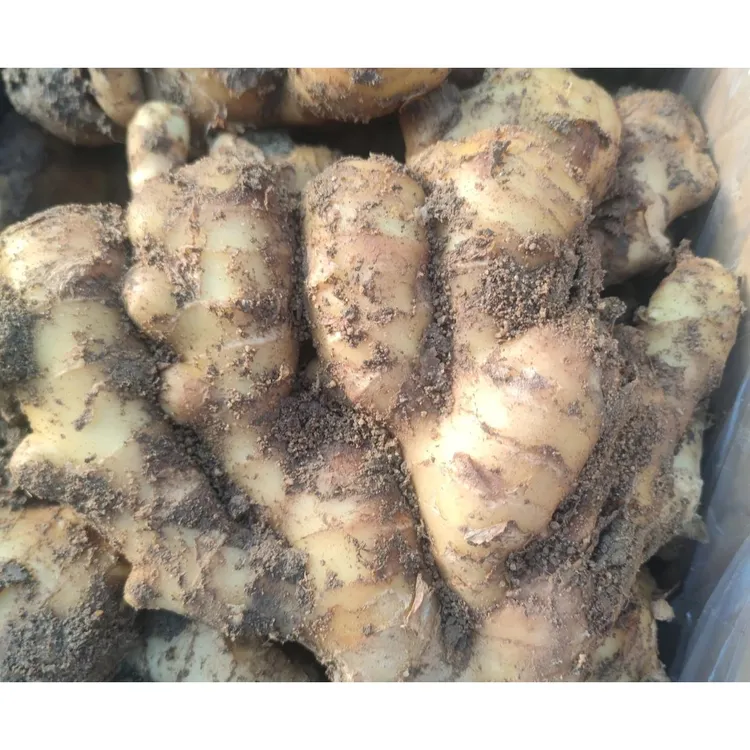 2025行唐圆头泥姜窖存大姜自有生姜基地种植