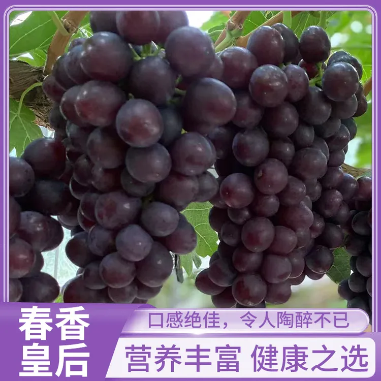 正宗山东春香皇后葡萄鲜甜多汁孕妇水果新鲜果园现摘现发当季大果