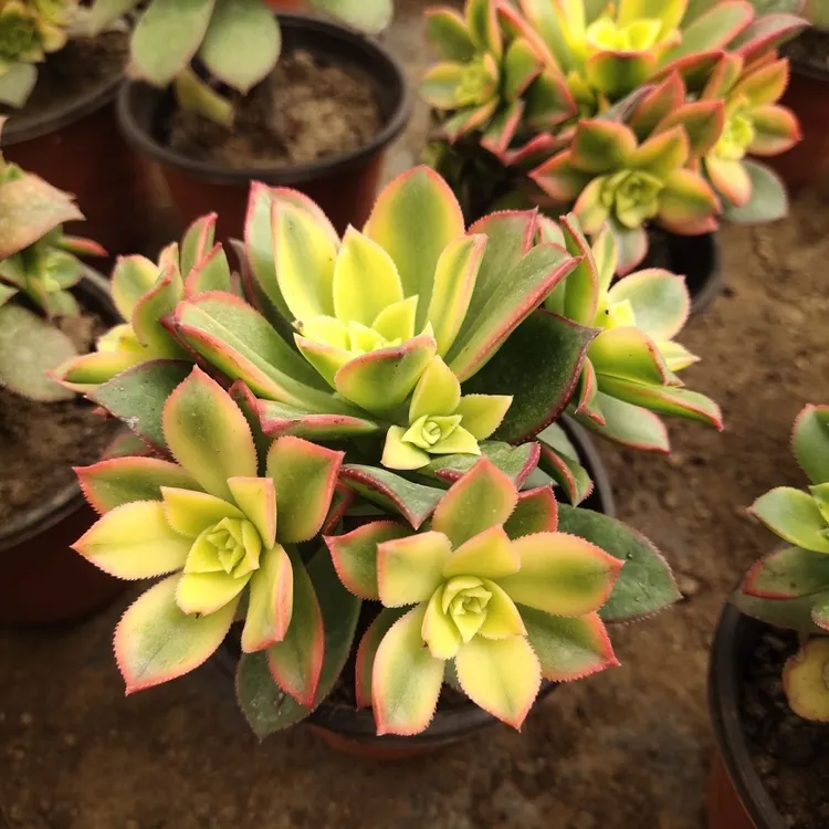 艳日辉多头群生法师多肉植物室内桌面组合盆栽花卉绿植