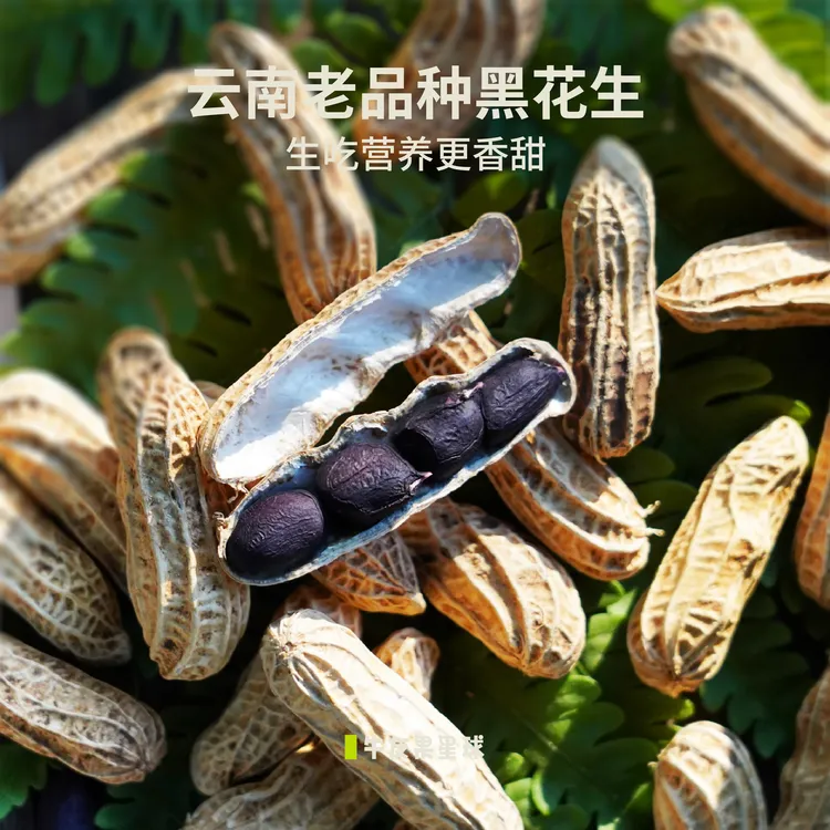 云南孟连黑花生特产富硒新货带壳新鲜晒干无添加原味生吃香甜坚果