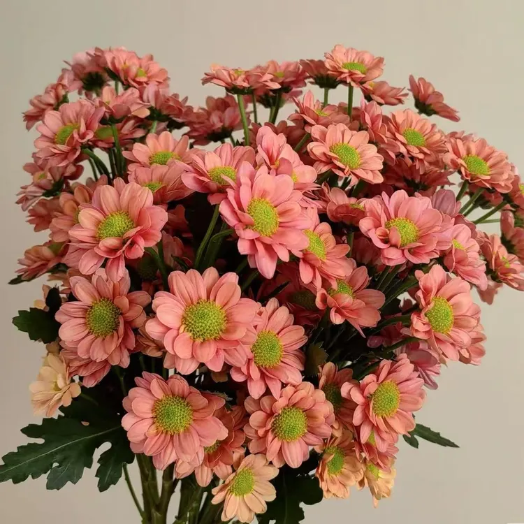 茉莉小菊花盆栽颜值高花期长耐晒庭院阳台新手易养护