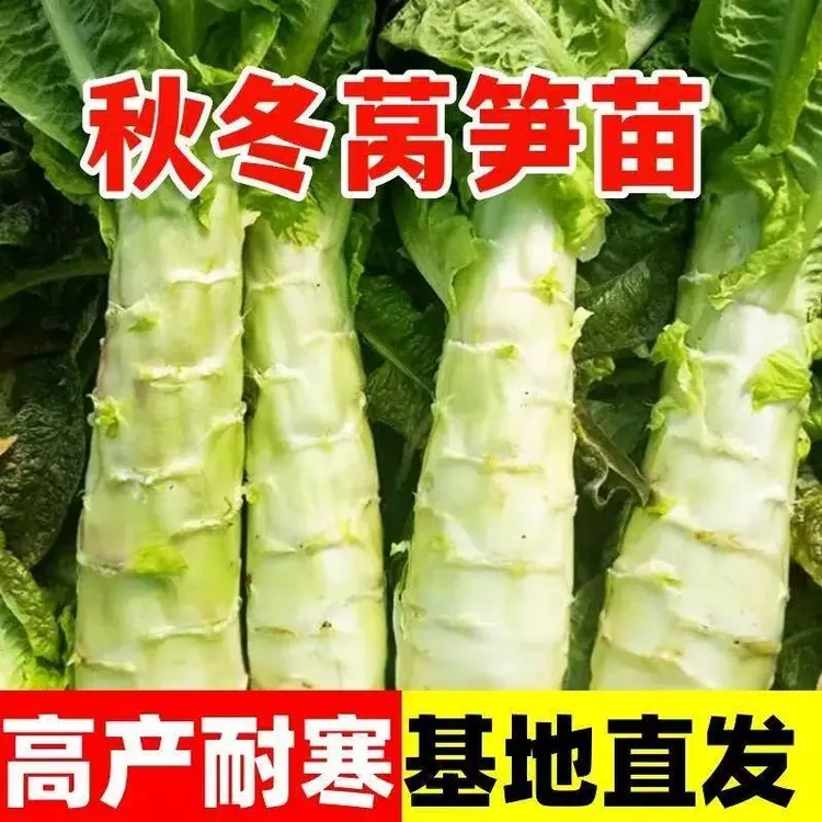 四季莴笋种苗青莴苣种籽蔬菜孑子菜籽菜种三青耐热耐寒窝笋秧苗