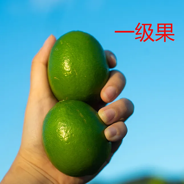 精选塔希提无籽青柠檬四季青皮薄多汁自家果园现摘手打柠檬茶摘