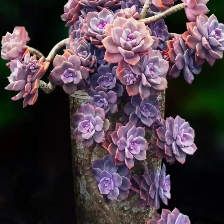 紫乐大老桩多肉植物肉肉大颗好养多头群生露养爆芽悬崖桩阳台包邮