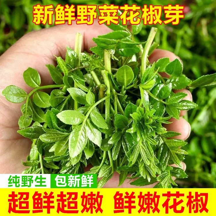 2025新鲜花椒芽嫩芽野生花椒芽花椒叶当季炸花椒鱼花椒芽新鲜