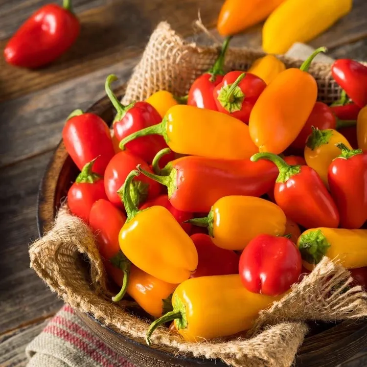 新鲜迷你故事水果彩椒辣椒甜脆多汁可生食当水果吃马尔济斯甜彩椒