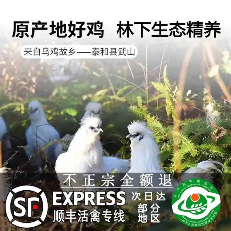 【活体宠物乌鸡】10小乌鸡苗 正宗原种泰和乌鸡  顺丰包邮