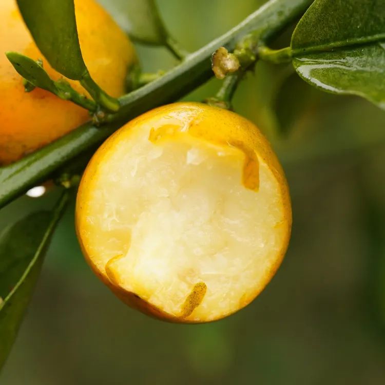 【第四代脆蜜•金柑】无籽  果肉细嫩 皮薄脆爽2斤顺丰