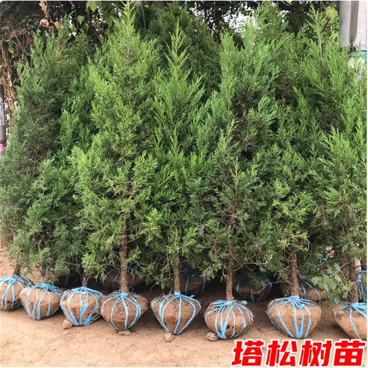 松柏树苗塔柏苗松树苗蜀桧地柏宝塔松绿化苗工程苗刺柏圣诞树侧柏