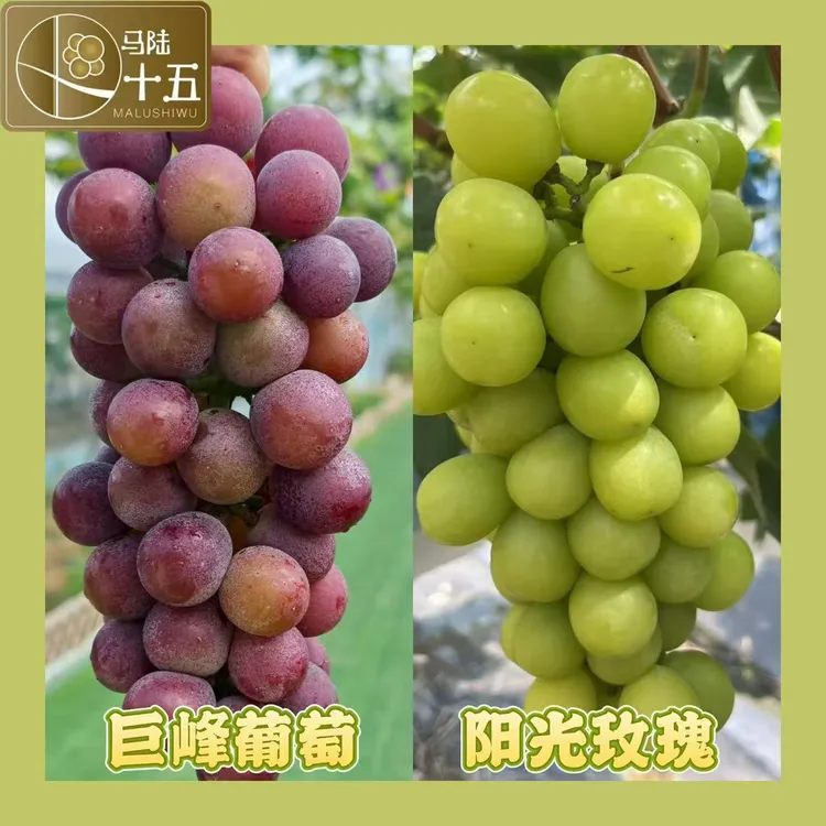 【双拼礼盒】巨峰葡萄 阳光玫瑰