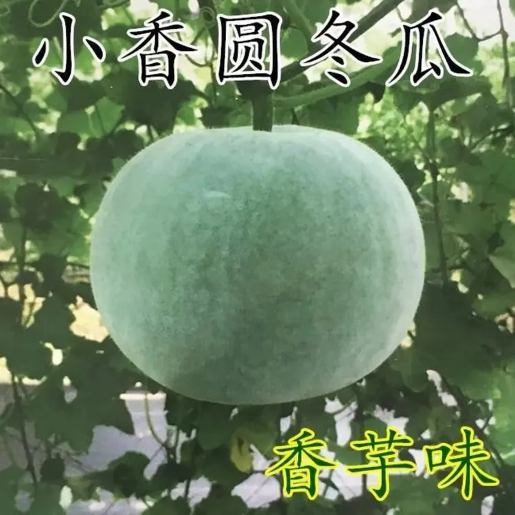 【香芋小冬瓜种子】四季种植盆栽地栽阳台小院