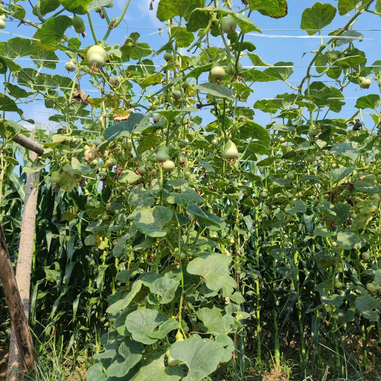 小美葫芦 乱拍随机发  9.9米1个 各个精品纯天然 无瑕疵 不退换