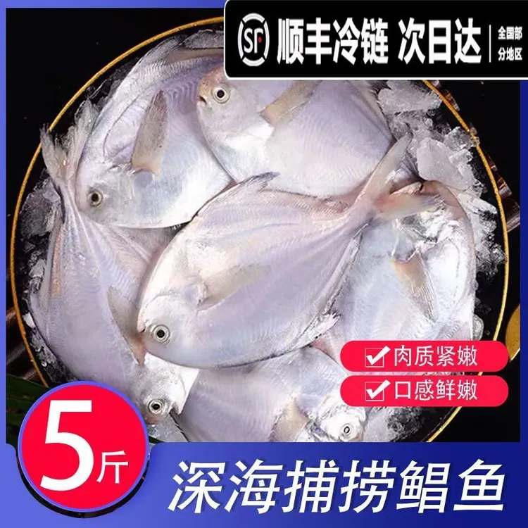 新鲜海捕银鲳鱼刺少肉嫩顺丰冷链发货