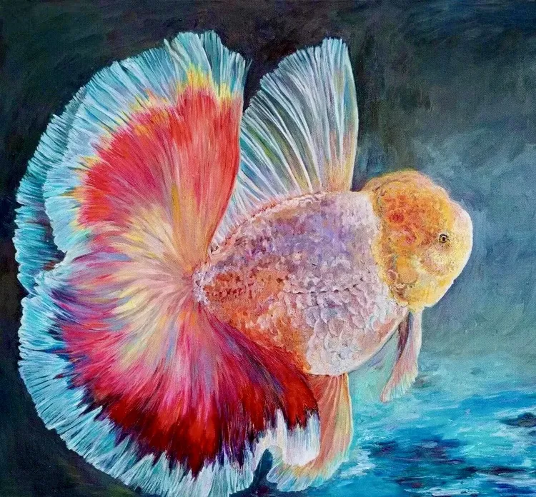 泰狮百褶元宝金鱼随机发货，中通包邮(照片仅供参考)