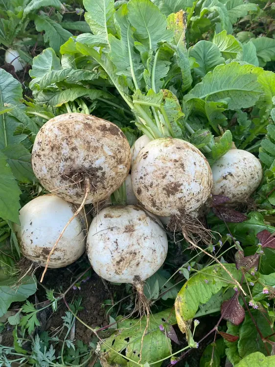 贵州高山农家种植圆萝卜（菜萝卜），适合炖汤、炒、不建议生吃。