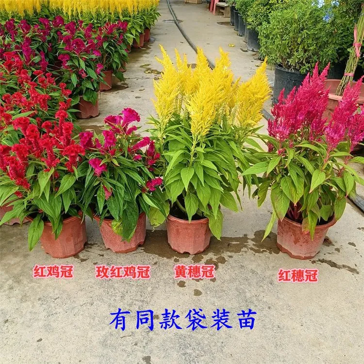 穗冠鸡冠花盆栽凤尾花苗带花苞花期长室内阳台庭院四季花卉植物