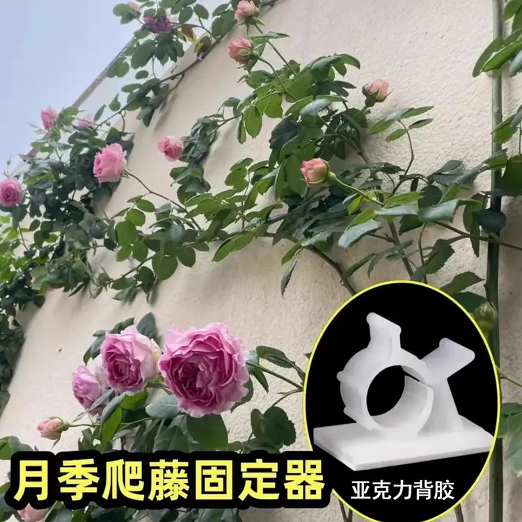 爬藤固定器月季蔷薇牵引夹卡扣绿植爬墙贴扣室内外花枝藤蔓固定夹