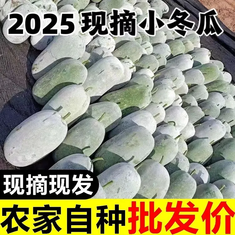 【现摘现发】水果小冬瓜 迷你冬瓜新鲜采摘可生吃凉拌炖菜冬瓜5/9斤