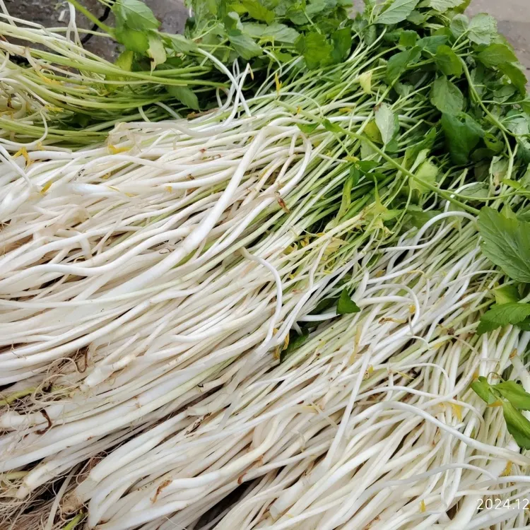 安徽芹菜芽石牌芹菜芽农家真正泥土压种安庆白芹水芹当日现挖新鲜