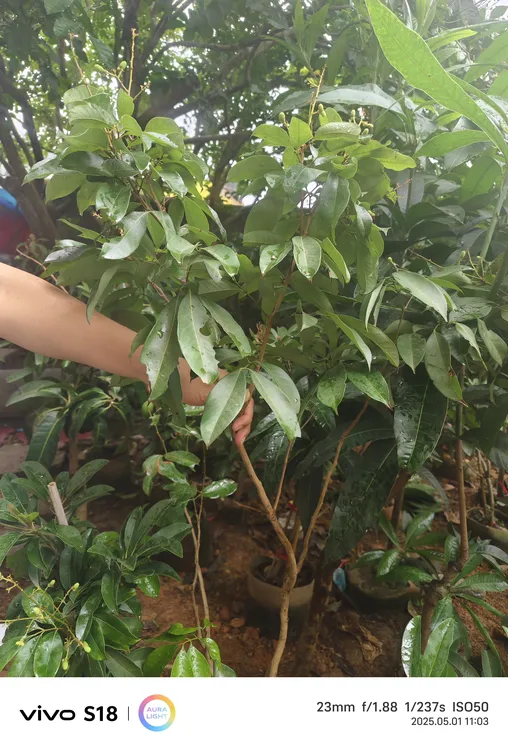 冰荔枝苗，仙进奉荔枝苗，盆栽地栽