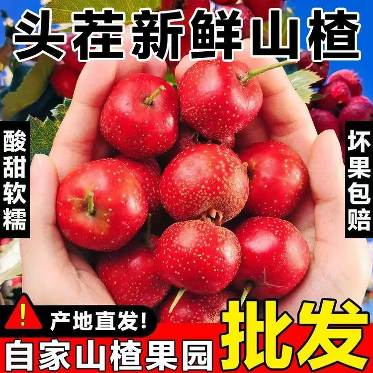 2025新鲜山楂果山里红酸枣现摘现发糖葫芦滚糖球专用果山里红山楂