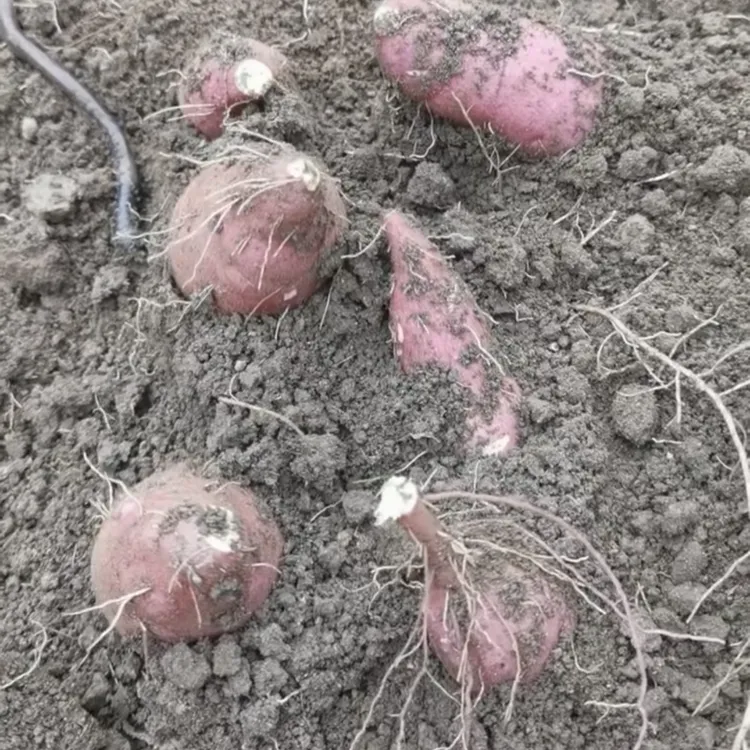 老杨寻民间好地瓜～抖音