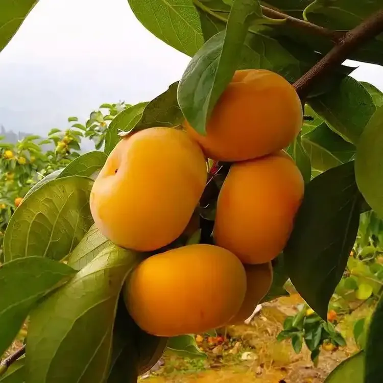 太秋 9 月上成熟