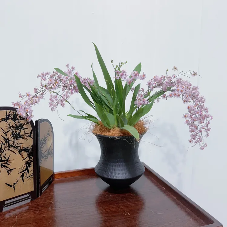 【粉色梦香兰】香水盆栽带花苞室内开花花卉小盆栽绿植客厅阳台好养