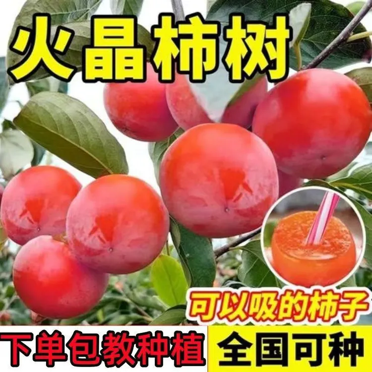 火晶柿子树南北方盆栽地种火晶软柿嫁接火晶软柿柿子果树果苗